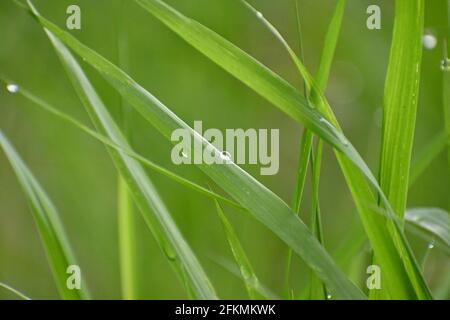 gocce di pioggia sulle lame di erba Foto Stock