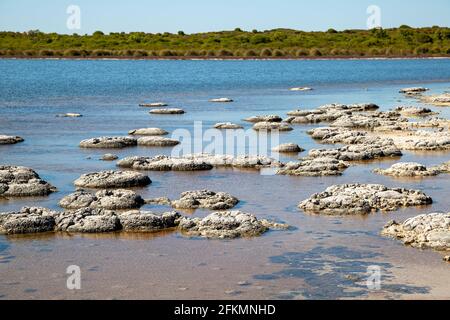 Stromatoliti al Lago Thetis, Cervantes, Australia Occidentale. Gli stromatoliti sono le più antiche forme di vita del nostro pianeta Foto Stock