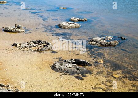 Stromatoliti al Lago Thetis, Cervantes, Australia Occidentale. Gli stromatoliti sono le più antiche forme di vita del nostro pianeta Foto Stock