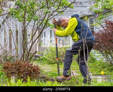 Garderner scava Hole per piantare Rose Bush a New York Foto Stock