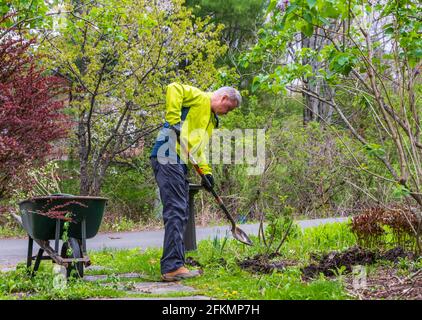 Piantando cespugli di rose in lussureggiante Giardino del cottage verde Foto Stock