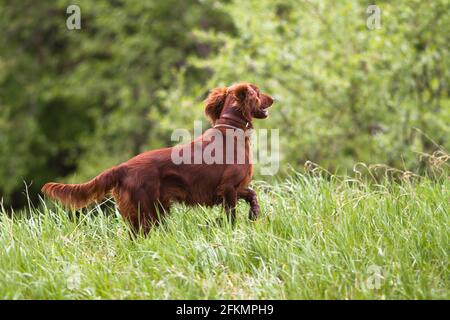 Cane da caccia Irish setter che corre sull'erba nel prato Foto Stock