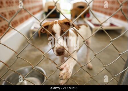 Un cane di Shelter sta raggiungendo attraverso esso è recintato enclosure con È Paw Foto Stock