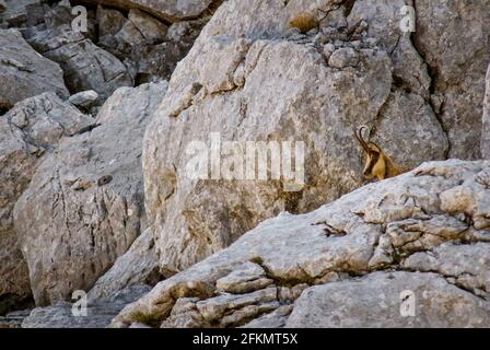 Camoscio appenninico, Rupicapra pyrenaica ornata, Bovidae, Val di Rose, Abruzzo, Parco Nazionale Lazio e Molise, Abruzzo, Italia, Europa Foto Stock