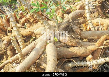 Grande manioca o tapioca pianta, genere Manihot, Cassava in giardino ( in laos ) asia Foto Stock