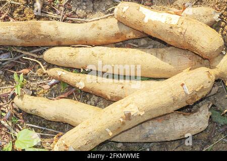 Grande manioca o tapioca pianta, genere Manihot, Cassava in giardino ( in laos ) asia Foto Stock