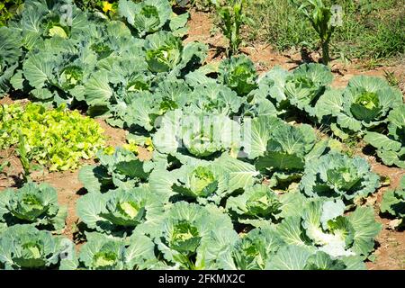 Un giardino pieno di bellezza abbondanza cavolo che cresce in giardino, grande Cavolo Foto Stock