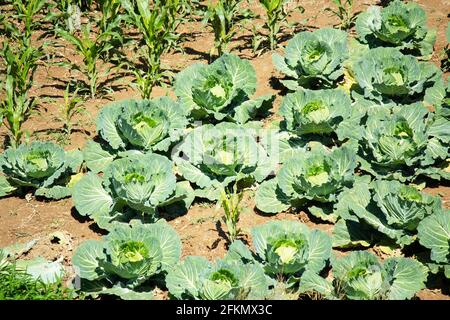 Un giardino pieno di bellezza abbondanza cavolo che cresce in giardino, grande Cavolo Foto Stock