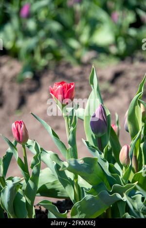 Schwaneberg, Germania. 28 Apr 2021. I tulipani rossi fioriscono in un campo. L'azienda Degenhardt coltiva tulipani su larga scala nei pressi di Schwaneberg. Non appena i fiori sono in piena fioritura, sono sormontati. Le lampadine vengono quindi sradicate e lavate. Le lampadine a tulipano sono vendute a clienti in Germania, Francia, Austria e Svizzera. Credit: Stefano Nosini/dpa-Zentralbild/ZB/dpa/Alamy Live News Foto Stock