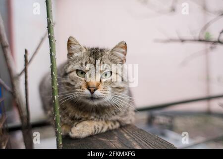 un gatto grigio strada cammina nel giardino Foto Stock