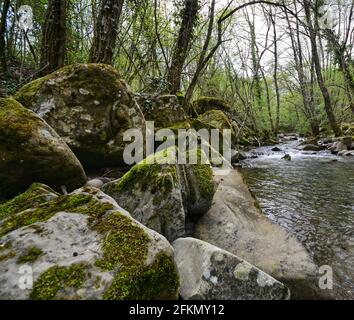 flusso che scorre nella foresta. Rocce ricoperte di muschio in primo piano Foto Stock