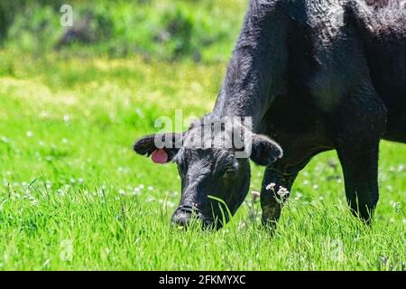 Primo piano di una mucca di Angus nera che pascolano su una lussureggiante crescita primaverile con spazio negativo a sinistra. Foto Stock