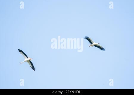 Due cicogne volano in alto nel cielo blu, dettagliato Foto Stock