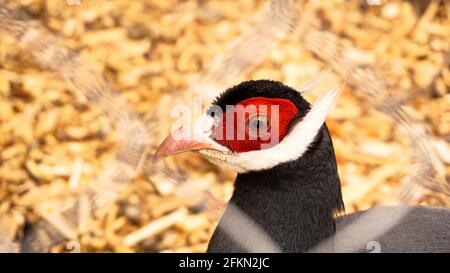 Fagiano bianco in gabbia. Uccelli allo zoo o alla fattoria. Testa di uccello Foto Stock