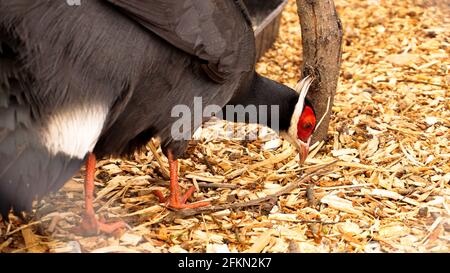 Fagiano bianco in gabbia. Uccelli allo zoo o alla fattoria. Testa di uccello Foto Stock