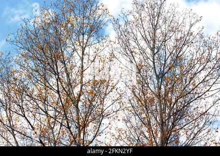 Pioppi decidui in autunno. Foto Stock