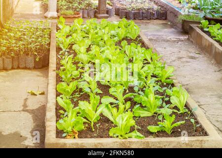 Ortaggi Home giardino assegnazione, Comunità orto giardino Foto Stock