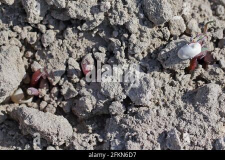 Giovani piante di lupino danneggiate da pesti di suolo. Foto Stock