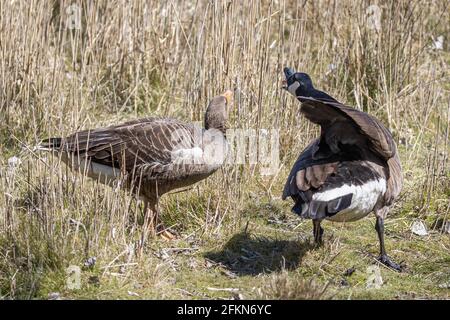 Greylag o Greylag Goose, Anser anser, con pettini, & aggressive Canada Goose, Branta canadensis, National Trust, Brownsea Island, Dorset, REGNO UNITO Foto Stock