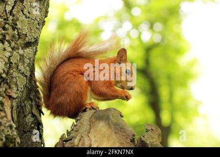 Sciurus. Roditore. Lo scoiattolo si siede su un albero e mangia. Bellissimo scoiattolo rosso nel parco Foto Stock