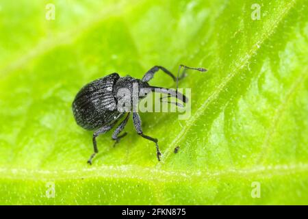 Il fiore di fragole amiamo Anthonomus rubi è un'amissina che si nutre di membri delle Rosacee ed è un'importante pinna di fragola e lampone. Foto Stock