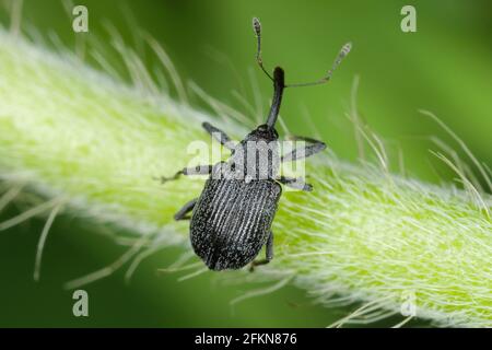 Il fiore di fragole amiamo Anthonomus rubi è un'amissina che si nutre di membri delle Rosacee ed è un'importante pinna di fragola e lampone. Foto Stock