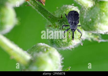 Il fiore di fragole amiamo Anthonomus rubi è un'amissina che si nutre di membri delle Rosacee ed è un'importante pinna di fragola e lampone. Foto Stock