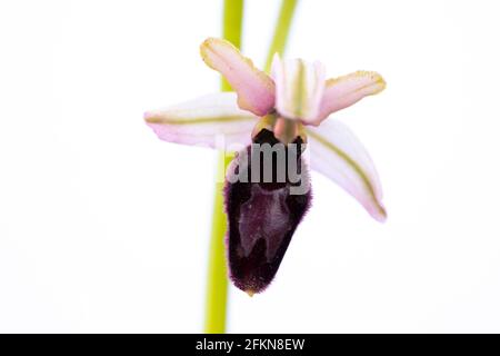 Ophrys catalaunica primo piano su sfondo bianco Foto Stock