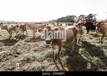 Una mucca di Jersey in un caseificio con altre mucche in primo piano Foto Stock