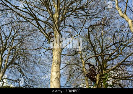 Aylesbury vale, Buckinghamshire, Regno Unito. 1 maggio 2021. Stop dimostranti HS2 salire gli alberi nel bosco. La quiete ritornò oggi all'antico bosco di Jones Hill Wood, mentre HS2 hanno smesso di gelare a causa del week-end di Maggio delle Vacanze della Banca. HS2 sono stati l'abbattimento di faggi nel bosco antico di Jones Hill Wood nonostante sia la stagione di nidificazione degli uccelli e che rari barbastelle sono noti per rogare nei boschi. Si dice che i boschi abbiano ispirato l'autore locale Roald Dahl a scrivere il famoso romanzo per bambini, il fantastico MR Fox. Credito: Maureen McLean/Alamy Foto Stock