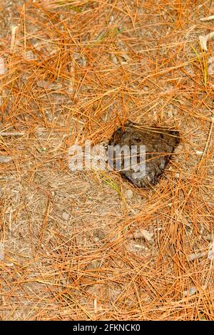 Fox Territory Mark su pista boschiva Foto Stock