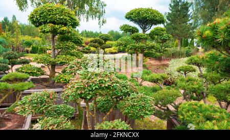 Giardino in stile giapponese. Le conifere hanno potato usando la tecnica del niwaki per un giardino di stile asiatico. Asilo nido con forme toparie di conifere. Irrigazione a goccia i Foto Stock