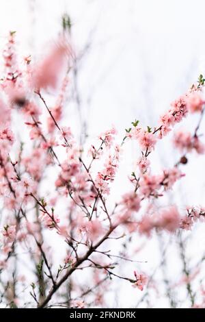 Frontiera della molla o la tecnica di sfondo con fiore colore rosa. Natura bella scena con albero in fiore e sun flare. Pasqua giornata di sole. Fiori di Primavera. Molto bello Foto Stock