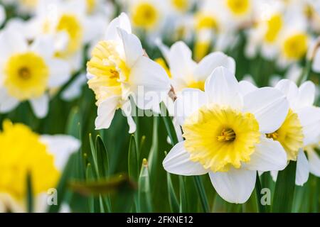 Meraviglioso giallo e bianco fiore di daffodil, narciso, primavera fiore perenne e piante tra l'erba verde in un campo, parco o giardino, primo piano Foto Stock