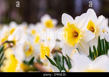 Meraviglioso giallo e bianco fiore di daffodil, narciso, primavera fiore perenne e piante tra l'erba verde in un campo, parco o giardino, primo piano Foto Stock