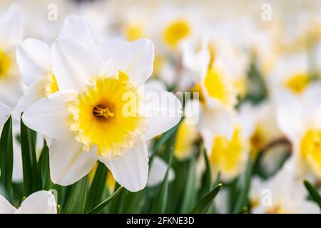 Meraviglioso giallo e bianco fiore di daffodil, narciso, primavera fiore perenne e piante tra l'erba verde in un campo, parco o giardino, primo piano Foto Stock