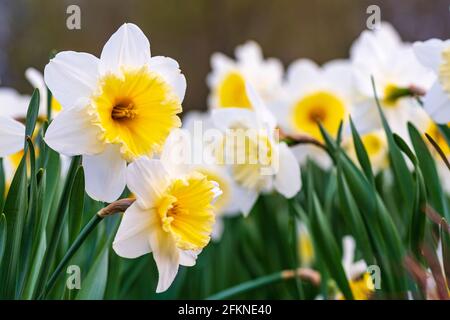 Meraviglioso giallo e bianco fiore di daffodil, narciso, primavera fiore perenne e piante tra l'erba verde in un campo, parco o giardino, primo piano Foto Stock