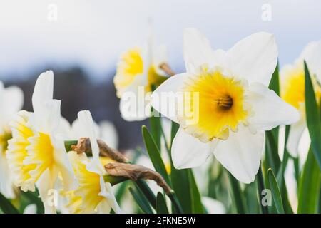 Meraviglioso giallo e bianco fiore di daffodil, narciso, primavera fiore perenne e piante tra l'erba verde in un campo, parco o giardino, primo piano Foto Stock