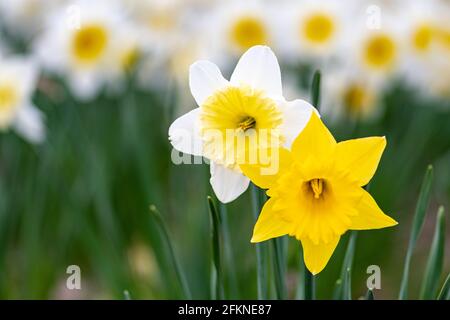 Coppia di meravigliosi fiori di narciso gialli e bianchi, narcisi, fiori perenni primaverili e piante tra l'erba verde in un campo, parco o giardino Foto Stock