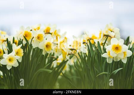 Meraviglioso giallo e bianco fiore di daffodil, narciso, primavera fiore perenne e piante tra l'erba verde in un campo, parco o giardino, primo piano Foto Stock