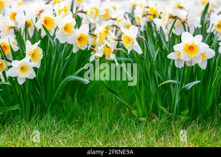Meraviglioso giallo e bianco fiore di daffodil, narciso, primavera fiore perenne e piante tra l'erba verde in un campo, parco o giardino, primo piano Foto Stock