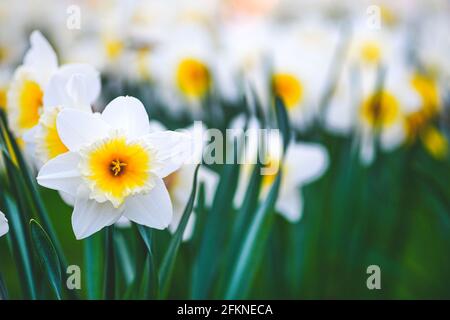 Meraviglioso giallo e bianco fiore di daffodil, narciso, primavera fiore perenne e piante tra l'erba verde in un campo, parco o giardino, primo piano Foto Stock
