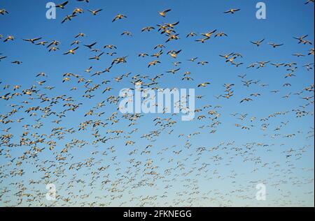 Snow Goose mass lift off Anser caerulescens Bosque del Apache NWR New Mexico, USA BI003745 Foto Stock