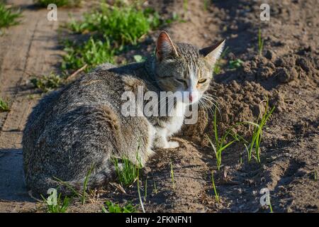 Adorabile gatto prendendo il bagno di sole in un terreno di riproduzione Foto Stock