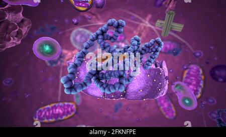 Organelle all'interno dell'eucariote, focalizzate sui ribosomi - illustrazione 3d Foto Stock
