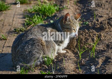 Adorabile gatto prendendo il bagno di sole in un terreno di riproduzione Foto Stock