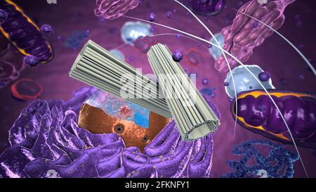 Organelle all'interno dell'eucariota, concentrarsi sul centrosome - illustrazione 3d Foto Stock