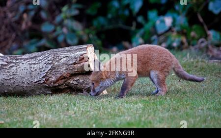 Cucciolo di volpe giovane esplorando il giardino Foto Stock