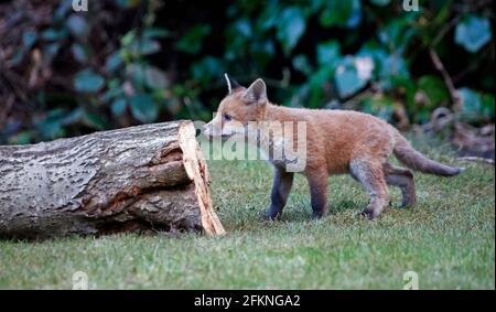 Cucciolo di volpe giovane esplorando il giardino Foto Stock