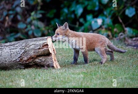 Cucciolo di volpe giovane esplorando il giardino Foto Stock